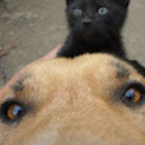 Meet your Posher, Joe